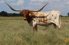 3P I’M A LUCKY CATCH