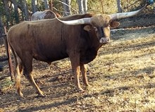 2015 Sarcee Bull Calf
