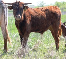2013 Hottie Tottie Bull Calf